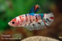 Plakat Kampffisch Koi, Männchen, Betta Splendens -EHEIM || JBL || sera Verkaufsgeschäft Plakat Kampffisch Koi Betta Plakat Koi Maennchen 3