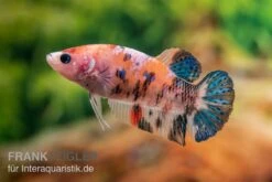 Plakat Kampffisch Koi, Männchen, Betta Splendens -EHEIM || JBL || sera Verkaufsgeschäft Plakat Kampffisch Koi Betta Plakat Koi Weibchen 2