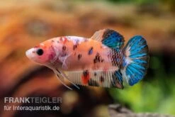 Plakat Kampffisch Koi, Männchen, Betta Splendens -EHEIM || JBL || sera Verkaufsgeschäft Plakat Kampffisch Koi Betta Plakat Koi Weibchen 3