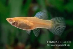 RREA Double Sword Endlers Guppy, Poecilia Reticulata -EHEIM || JBL || sera Verkaufsgeschäft Poecilia wingei RREA Double Sword 12