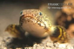 Schmuck-Flösselhecht, Polypterus Ornatipinnis, NZ -EHEIM || JBL || sera Verkaufsgeschäft Polypterus ornatipinnis FSWFT0874