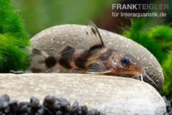 Pracht-Fiederbartwels, Synodontis Decorus -EHEIM || JBL || sera Verkaufsgeschäft Pracht Fiederbartwels Synodontis decorus neu 2