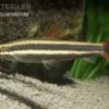 Prachtkopfsteher, Anostomus Anostomus -EHEIM || JBL || sera Verkaufsgeschäft Prachtkopfsteher Anostomus anostomus