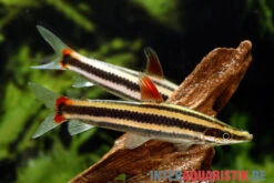 Prachtkopfsteher, Anostomus Anostomus -EHEIM || JBL || sera Verkaufsgeschäft Prachtkopfsteher Anostomus anostomus neu 2