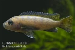 Mpanga Schmalbarsch, Pseudotropheus Elongatus Mpanga, DNZ -EHEIM || JBL || sera Verkaufsgeschäft Pseudotropheus elongatus Mpanga