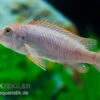 Rotstirn-Maulbrüter, Pseudotropheus Perspicax NDUMBI RED TOP, DNZ -EHEIM || JBL || sera Verkaufsgeschäft Pseudotropheus perspicax NDUMBI RED TOP 4