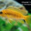 Oranger Maulbrüter, Pseudotropheus Tropheops CHILUMBA ORANGE, DNZ -EHEIM || JBL || sera Verkaufsgeschäft Pseudotropheus tropheops Chilumba Orange Maulbruete