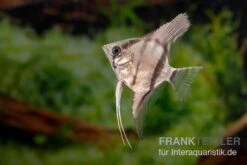 Amapa Red Back Rotrücken-Skalar, Pterophyllum Scalare -EHEIM || JBL || sera Verkaufsgeschäft Pterophyllum scalare AMAPA RED BACK