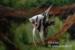 Skalar Platinum Marmor, Pterophyllum Scalare, 4-5 Cm, DNZ