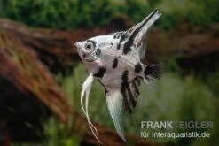 Skalar Platinum Marmor, Pterophyllum Scalare, 4-5 Cm, DNZ -EHEIM || JBL || sera Verkaufsgeschäft Pterophyllum scalare Platinum Marble 7