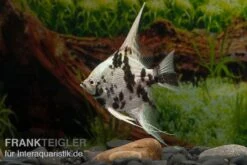 Titelseite -EHEIM || JBL || sera Verkaufsgeschäft Pterophyllum scalare Platinum Marmor 6