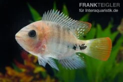 Quetzal-Buntbarsch, Cichlasoma Synspilum, DNZ -EHEIM || JBL || sera Verkaufsgeschäft Quetzal Buntbarsch Cichlasoma synspilum