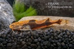 Rautenflecken-Zwergwels, Akysis Portellus -EHEIM || JBL || sera Verkaufsgeschäft Rautenflecken Zwergwels Akysis portellus 2