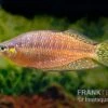 Rawa-Biru-Regenbogenfisch, Melanotaenia Cf. Splendida Rubrostriata "Rawa Biru" , 5 Tiere -EHEIM || JBL || sera Verkaufsgeschäft Rawa Biru Regenbogenfisch Melanotaenia cf splendida rubrostriata Rawa Biru 1