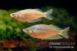 Rawa-Biru-Regenbogenfisch, Melanotaenia Cf. Splendida Rubrostriata "Rawa Biru" , 5 Tiere -EHEIM || JBL || sera Verkaufsgeschäft Rawa Biru Regenbogenfisch Melanotaenia cf splendida rubrostriata Rawa Biru 2