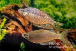 Rawa-Biru-Regenbogenfisch, Melanotaenia Cf. Splendida Rubrostriata "Rawa Biru" , 5 Tiere -EHEIM || JBL || sera Verkaufsgeschäft Rawa Biru Regenbogenfisch Melanotaenia cf splendida rubrostriata Rawa Biru 3