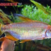 Regenbogen-Kongosalmler, Phenacogrammus Hilgendorfi -EHEIM || JBL || sera Verkaufsgeschäft Regenbogen Kongosalmler Phenacogrammus hilgendorfi 1