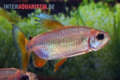 Regenbogen-Kongosalmler, Phenacogrammus Hilgendorfi -EHEIM || JBL || sera Verkaufsgeschäft Regenbogen Kongosalmler Phenacogrammus hilgendorfi 2