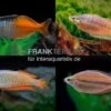 Regenbogenfisch-Mix, 5 Tiere -EHEIM || JBL || sera Verkaufsgeschäft Regenbogen Mix