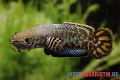 Regenbogen-Schlangenkopf, Channa Bleheri, 10-15 Cm -EHEIM || JBL || sera Verkaufsgeschäft Regenbogen Schlangenkopf Channa bleheri neu 3