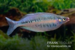 Gestreifter Regenbogenfisch, Chilatherina Fasciata, 5 Tiere -EHEIM || JBL || sera Verkaufsgeschäft Regenbogenfisch Chilatherina fasciata