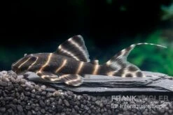 Ringelsocken-Harnischwels, L204, Panaqolus Albivermis "Flash Pleco" 4-5 Cm -EHEIM || JBL || sera Verkaufsgeschäft Ringelsocken Harnischwels L204 Panaqolus albivermis Flash Pleco neu 1