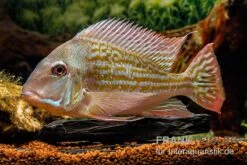 Rio-Negro-Erdfresser, Geophagus Winemilleri -EHEIM || JBL || sera Verkaufsgeschäft Rio Negro Erdfresser Geophagus winemilleri neu 3
