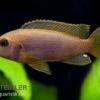 Rostroter-Maulbrüter, Iodotropheus Sprengerae, DNZ -EHEIM || JBL || sera Verkaufsgeschäft Rostroter Maulbrueter Iodotropheus sprengerae