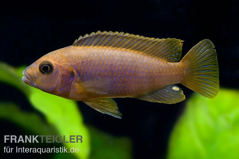 Rostroter-Maulbrüter, Iodotropheus Sprengerae, DNZ 3 Rostroter-Maulbrüter, Iodotropheus Sprengerae, DNZ