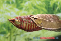 Roter Schokoladengurami, Sphaerichthys Vaillanti -EHEIM || JBL || sera Verkaufsgeschäft Roter Schokoladengurami Sphaerichthys vaillanti 2