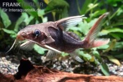 Titelseite -EHEIM || JBL || sera Verkaufsgeschäft Rotflossen Fiederbartwels Synodontis clarias