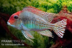 Rotkopf-Erdfresser, Geophagus Sp. RIO TAPAJOS -EHEIM || JBL || sera Verkaufsgeschäft Rotkopf Erdfresser Geophagus sp TAPAJOS 3