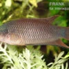 Rotrücken-Makropode, Macropodus Erythropterus -EHEIM || JBL || sera Verkaufsgeschäft Rotruecken Makropode Macropodus erythropterus
