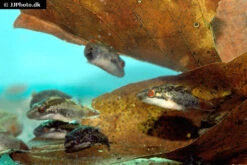 Kammkugelfisch, Carinotetraodon Irrubesco (Rotschwanzkugelfisch) -EHEIM || JBL || sera Verkaufsgeschäft Rotschwanzkugelfisch Carinotetraodon irrubesco 2