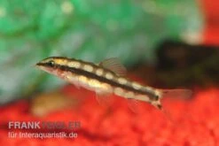 Schachbrettschmerle, Botia Sidthimunki -EHEIM || JBL || sera Verkaufsgeschäft Schachbrettschmerle Botia sidthimunki 2