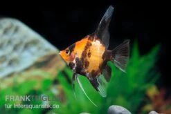Scharlachrot-Goldener Skalar, Pterophyllum Scalare Kin Hi Utsuri, DNZ -EHEIM || JBL || sera Verkaufsgeschäft Scharlachrot Goldener Skalar Pterophyllum scalare 1