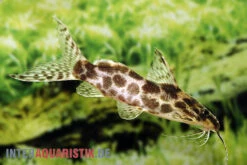 Scherenschwanz-Fiederbartwels, Synodontis Soloni -EHEIM || JBL || sera Verkaufsgeschäft Scherenschwanz Fiederbartwels Synodontis soloni 2