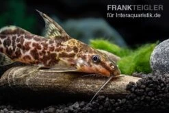 Scherenschwanz-Fiederbartwels, Synodontis Soloni -EHEIM || JBL || sera Verkaufsgeschäft Scherenschwanz Fiederbartwels Synodontis soloni 3 jpg