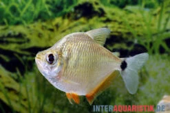 Schillersalmler, Tetragonopterus Argenteus -EHEIM || JBL || sera Verkaufsgeschäft Schillersalmler Tetragonopterus argenteus 2