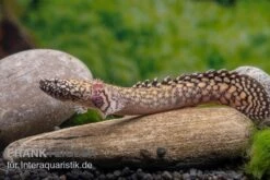 Schmuck-Flösselhecht, Polypterus Ornatipinnis, NZ -EHEIM || JBL || sera Verkaufsgeschäft Schmuck Floesselhecht Polypterus ornatipinnis neu 2