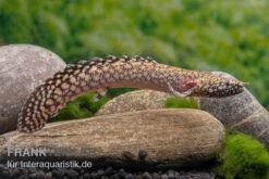 Schmuck-Flösselhecht, Polypterus Ornatipinnis, NZ -EHEIM || JBL || sera Verkaufsgeschäft Schmuck Floesselhecht Polypterus ornatipinnis neu 3