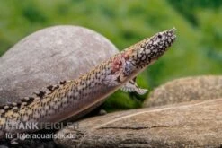 Schmuck-Flösselhecht, Polypterus Ornatipinnis, NZ -EHEIM || JBL || sera Verkaufsgeschäft Schmuck Floesselhecht Polypterus ornatipinnis neu 4