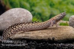 Schmuck-Flösselhecht, Polypterus Ornatipinnis, NZ -EHEIM || JBL || sera Verkaufsgeschäft Schmuck Floesselhecht Polypterus ornatipinnis neu 5