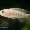 Breitstreifen-Schneckenbuntbarsch, Neolamprologus Similis, DNZ -EHEIM || JBL || sera Verkaufsgeschäft Schneckenbuntbarsch Neolamprologus similis