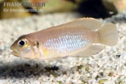 Schneckenbuntbarsch Gold, Lamprologus Ocellatus, DNZ -EHEIM || JBL || sera Verkaufsgeschäft Schneckenbuntbarsch gold Lamprologus ocellatus 1
