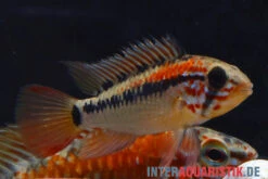 Schwarzkehl-Zwergbuntbarsch, Apistogramma Viejita, Paarweise -EHEIM || JBL || sera Verkaufsgeschäft Schwarzkehl Zwergbuntbarsch Apistogramma viejita 2