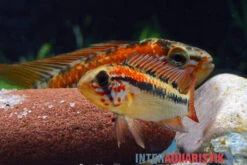 Schwarzkehl-Zwergbuntbarsch, Apistogramma Viejita, Paarweise -EHEIM || JBL || sera Verkaufsgeschäft Schwarzkehl Zwergbuntbarsch Apistogramma viejita 3