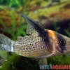 Schwarzsegel-Panzerwels, Corydoras Brevirostris "CW27 High Fin" -EHEIM || JBL || sera Verkaufsgeschäft Schwarzsegel Panzerwels Corydoras brevirostris CW27 High Fin 1