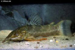 Schwielenwels, Megalechis Picta -EHEIM || JBL || sera Verkaufsgeschäft Schwielenwels Megalechis picta 1