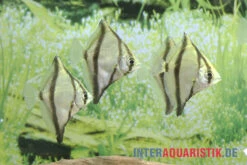 Sebae-Flossenblatt, Monodactylus Sebae